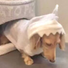 ダックスフンド,動画