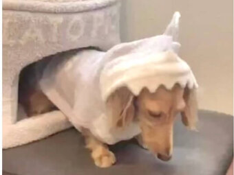 ダックスフンド,動画