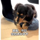 ダックスフンド,動画