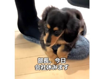 ダックスフンド,動画